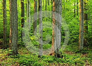 Old growth forest in 'The Sacred Grove'