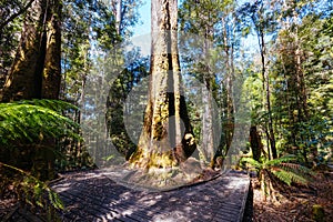 Old Growth Forest in Styx Valley Tasmania Australia