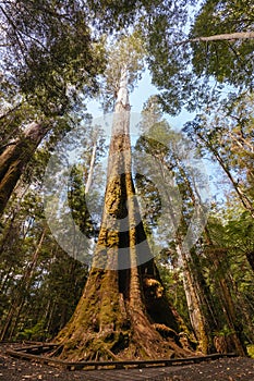 Old Growth Forest in Styx Valley Tasmania Australia