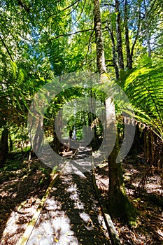 Old Growth Forest in Styx Valley Tasmania Australia