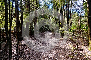 Old Growth Forest in Styx Valley Tasmania Australia