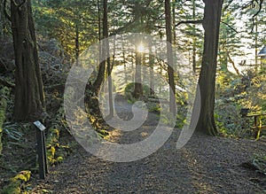 Old growth forest trail in Vancouver Island