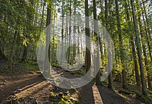 Old growth forest in Vancouver Island, canada