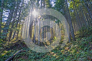 Old growth forest in Vancouver Island, canada