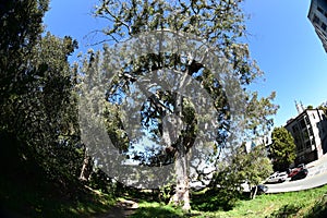 Old growth Oak Woodlands, Golden Gate Park, 17.