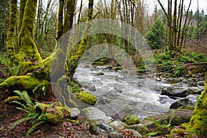 Old growth rain forest in Holland Creek trail in Ladysmith, Vancouver Island, British Columbia, Canada