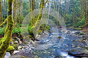 Old growth rain forest in Holland Creek trail in Ladysmith, Vancouver Island, British Columbia, Canada