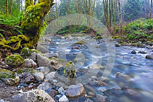 Old growth rain forest in Holland Creek trail in Ladysmith, Vancouver Island, British Columbia, Canada