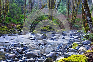 Old growth rain forest in Holland Creek trail in Ladysmith, Vancouver Island, British Columbia, Canada