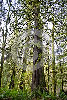 Old growth rain forest in Holland Creek trail in Ladysmith, Vancouver Island, Canada