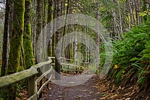 Old growth rain forest in Holland Creek trail in Ladysmith, Vancouver Island, Canada