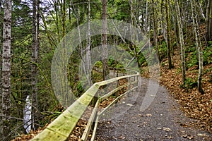 Old growth rain forest in Holland Creek trail in Ladysmith, Vancouver Island, Canada