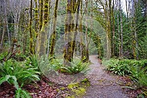 Old growth rain forest in Holland Creek trail in Ladysmith, Vancouver Island, Canada