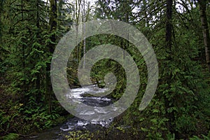 Old growth rain forest in Stocking Creek Waterfall park in Vancouver Island, British Columbia, Canada