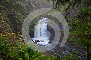 Old growth rain forest in Stocking Creek Waterfall park in Vancouver Island, British Columbia, Canada