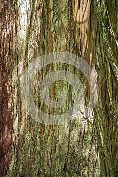 Old growth rainforest