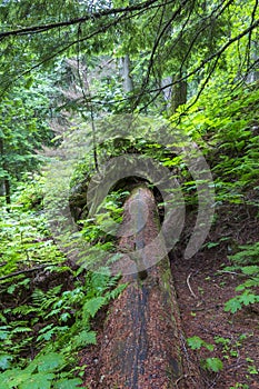 Old growth rainforest