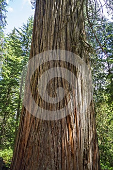 Old growth rainforest