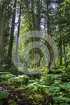 Old growth rainforest