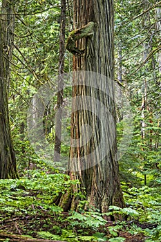 Old growth rainforest