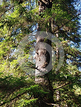 Old growth spruce tree