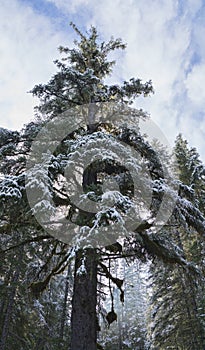 Old growth spruce in winter