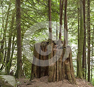 Old Growth Stump acts as a Nurse Log in British Columbia
