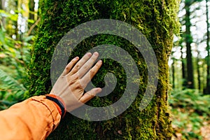 Old growth temperate rainforest in canada