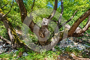 Old growth tree in forest