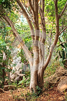 Old growth trees in Sicilian forest