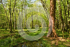 Old growth wetlands Krakov forest