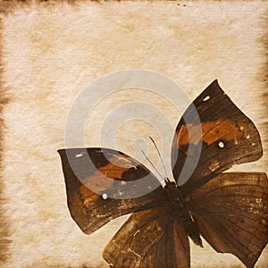 Old grunge butterfly paper texture