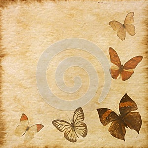 Old grunge butterfly paper texture