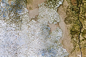 Old grunge street wall with moss texture background