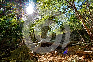 Old Guayacan tree scenic place at guanica dry forest