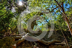 Old Guayacan tree scenic place at guanica dry forest