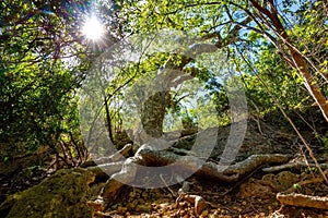 Old Guayacan tree scenic place at guanica dry forest