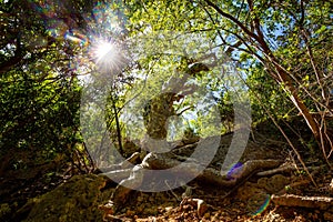 Old Guayacan tree scenic place at guanica dry forest photo