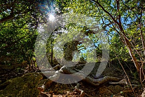 Old Guayacan tree scenic place at guanica dry forest photo