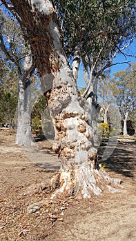 Old Gum Tree With Gnarly Trunk