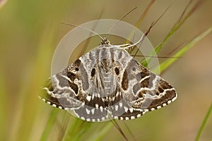 Old hag depicted in the wings of a Mother Shipton moth climbing blades of grass