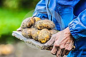 Old hand of farmer holding fresh organic potatoes