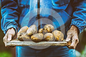 Old hand of farmer holding fresh organic potatoes