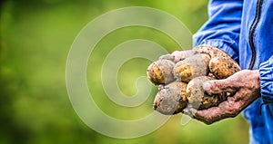 Old hand of farmer holding fresh organic potatoes