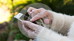 Old hands of grandmother holding a mobile phone in the garden house