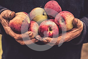 Old hands hold apples