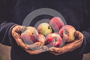 Old hands hold apples