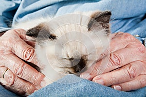 Old hands holding a kitten