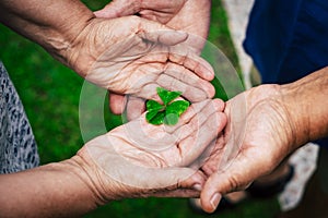 Old hands people holding with love and taking little quartifoil for hope and luck concept - senior people with nature - retired