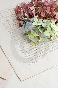 Old handwriting and soft hortensia flowers